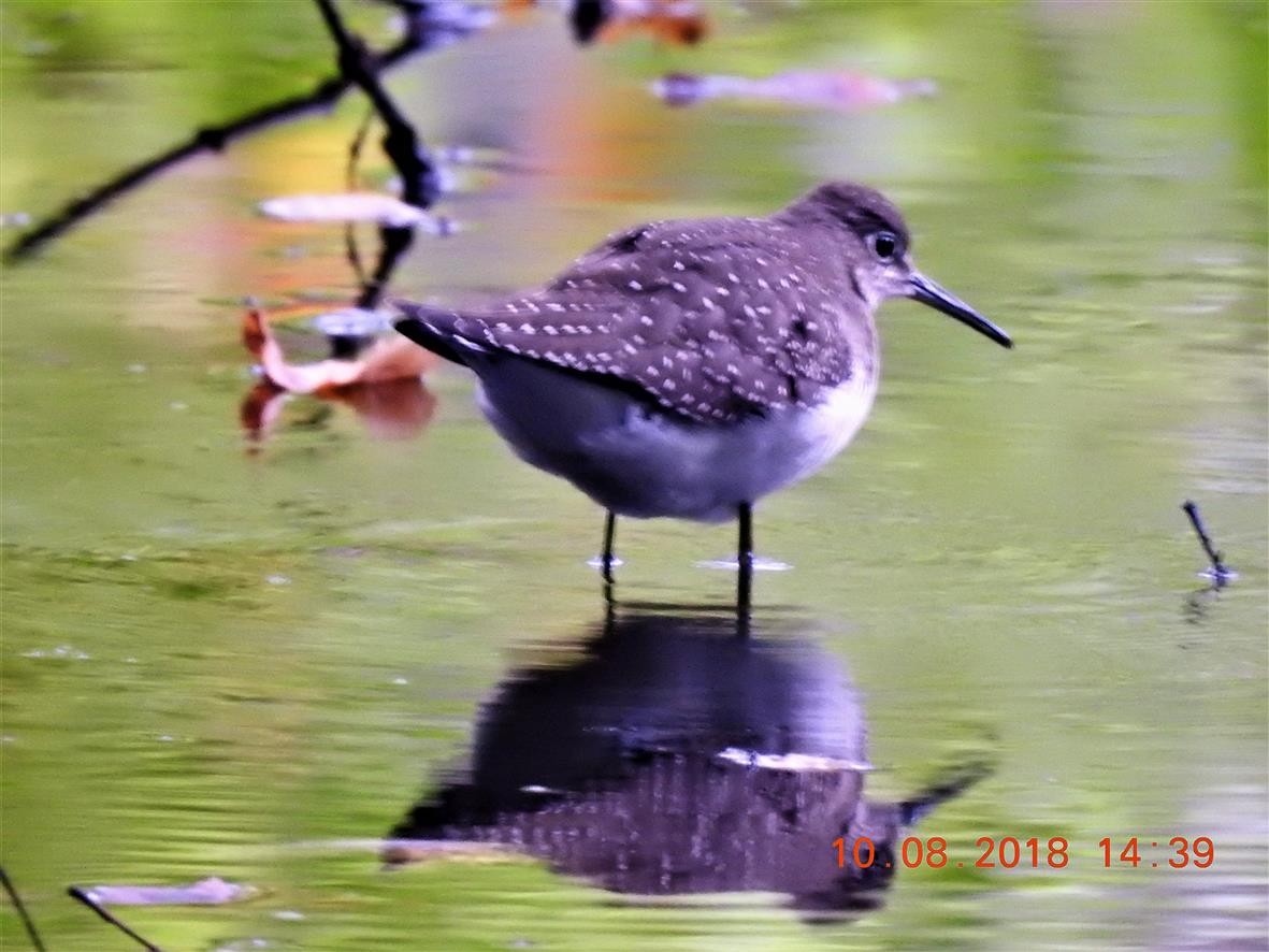 Solitary Sandpiper - ML118058641