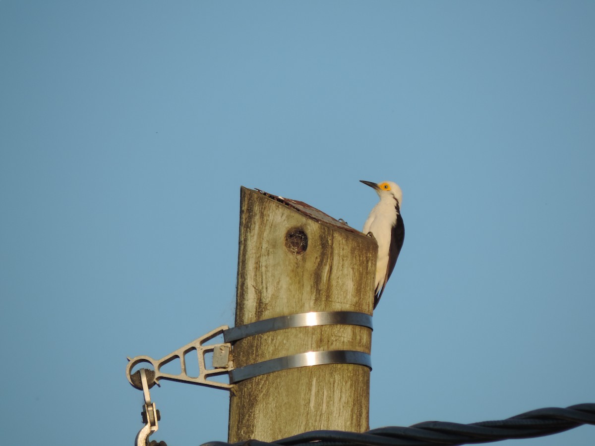 White Woodpecker - Peregrinus Birding