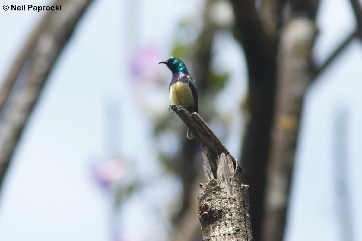 Variable Sunbird - ML118058731