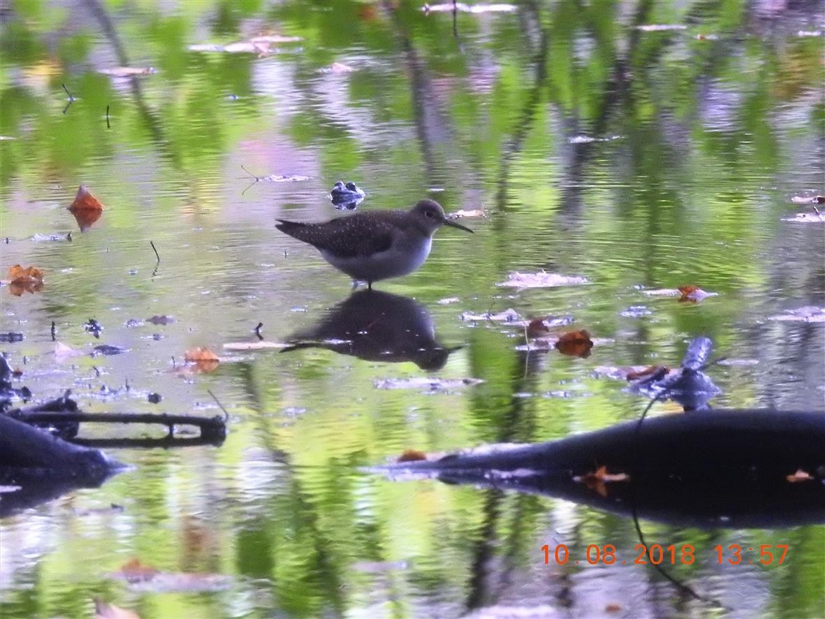 Solitary Sandpiper - ML118058841