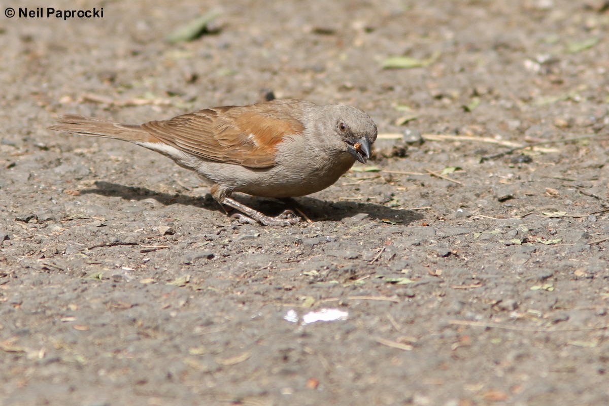 Swainson's Sparrow - ML118058871