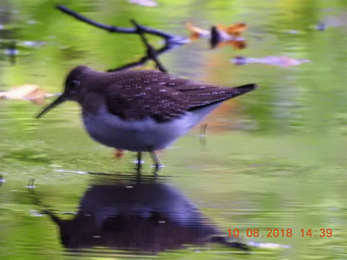 Solitary Sandpiper - ML118058951