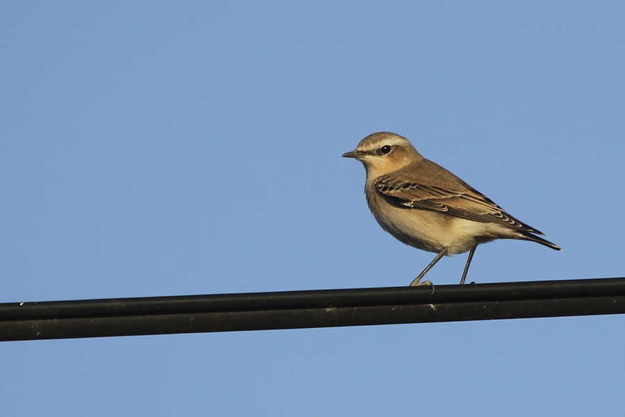 Northern Wheatear - Francisco Barroqueiro