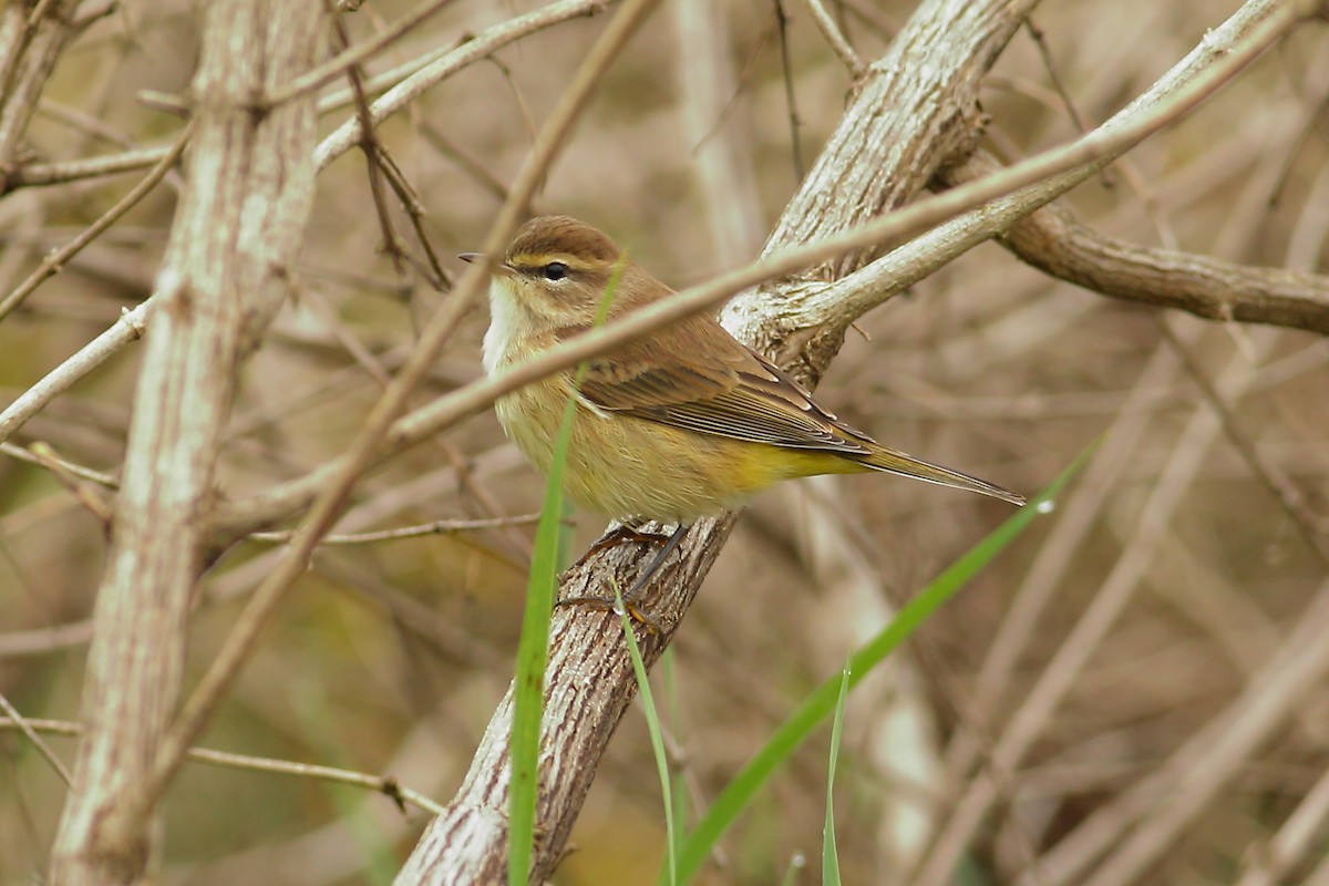 Palm Warbler - ML118060111