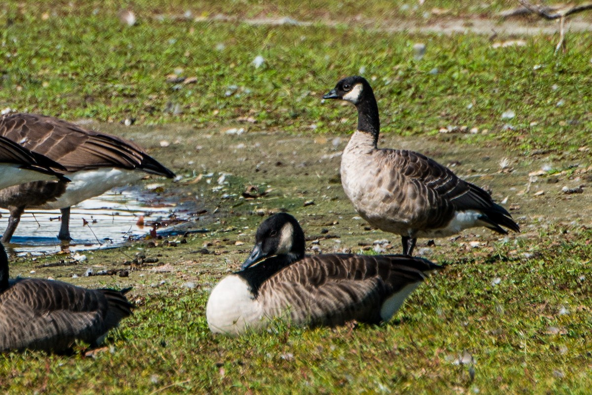 Cackling Goose - ML118060371