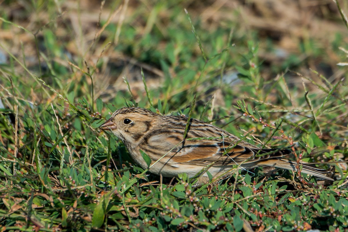 Lapland Longspur - Jacob Cuomo