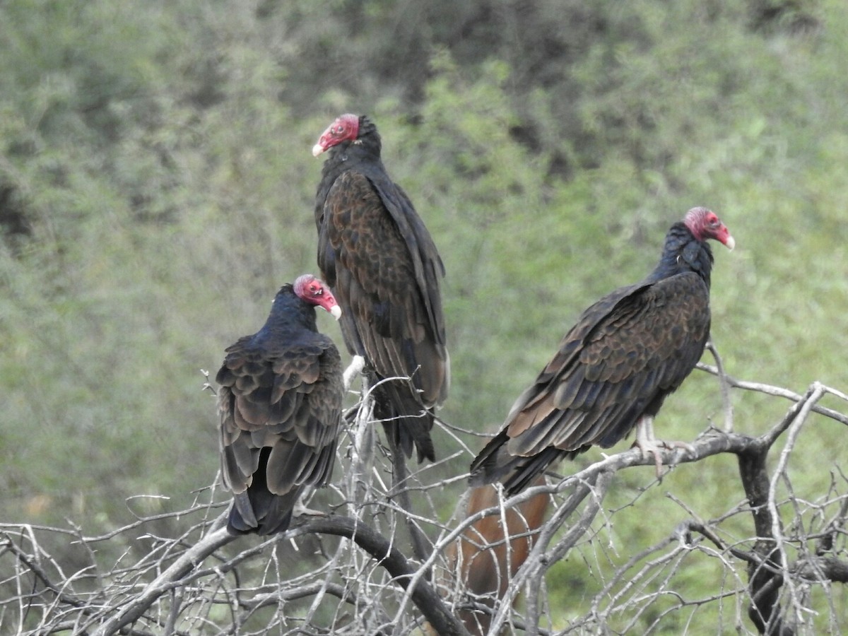 Turkey Vulture - ML118060521