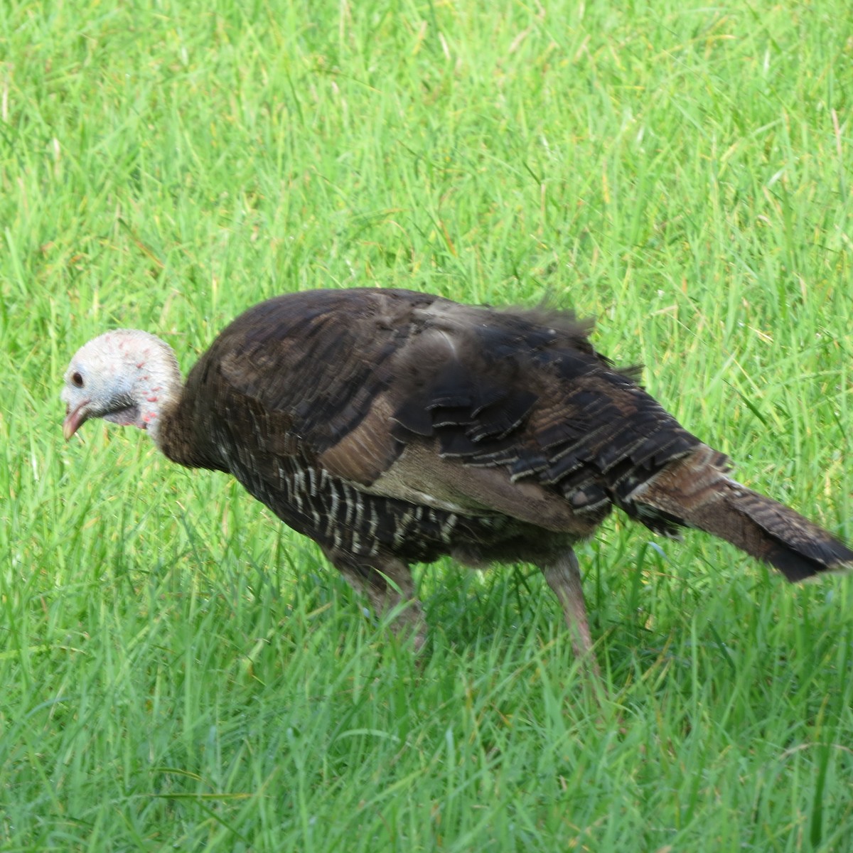 Wild Turkey - ML118061061