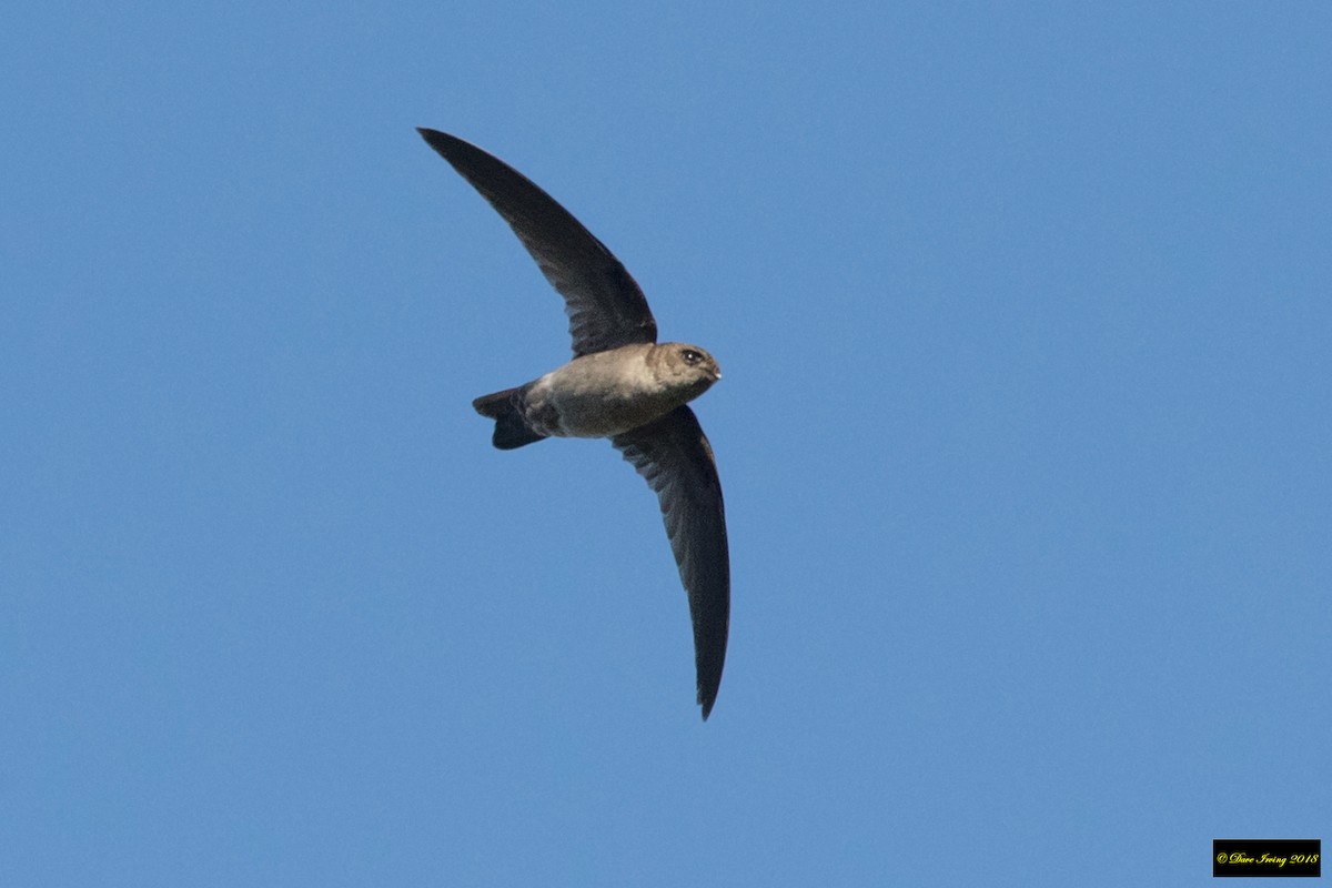 Australian Swiftlet - David Irving