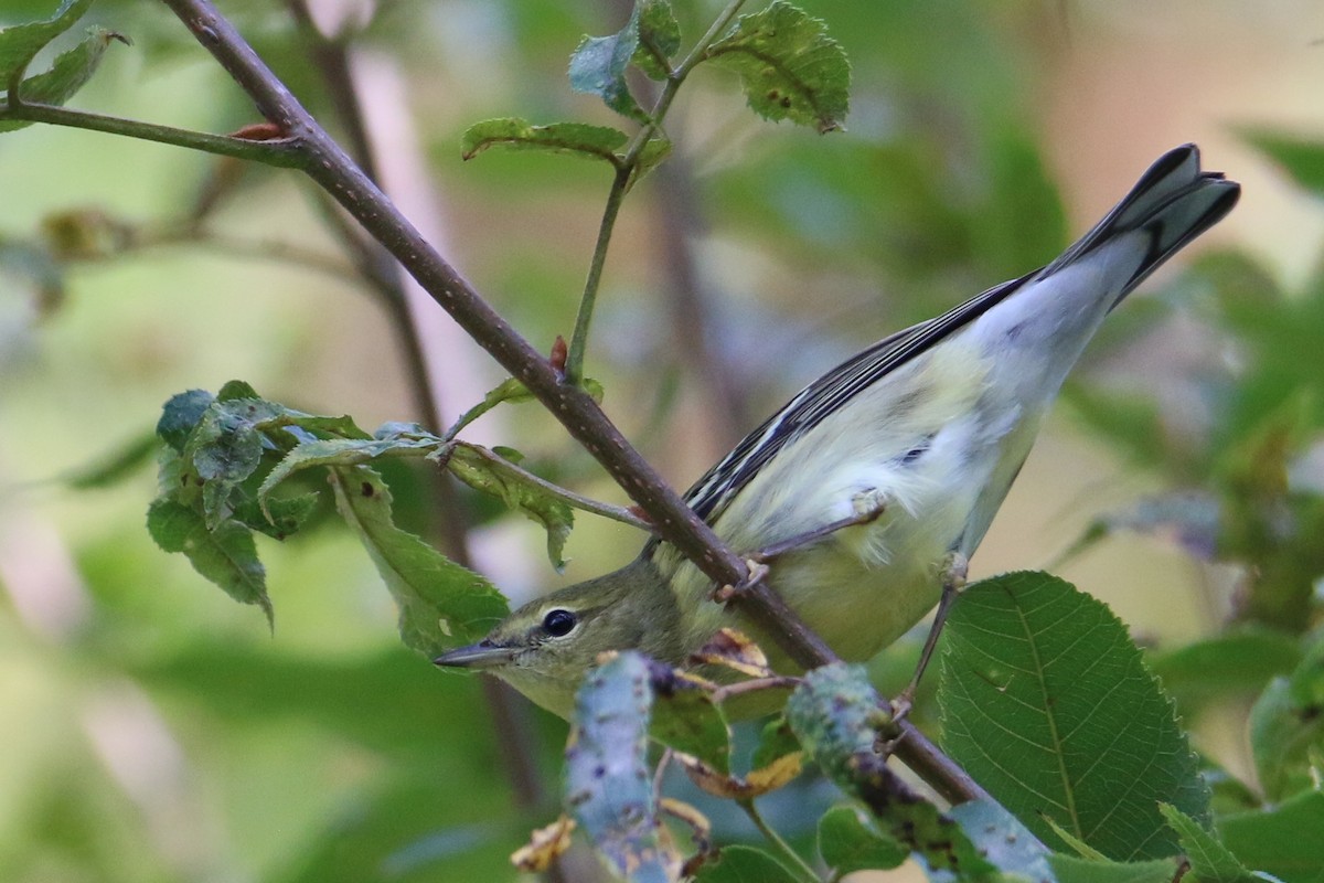 svarthetteparula - ML118063761
