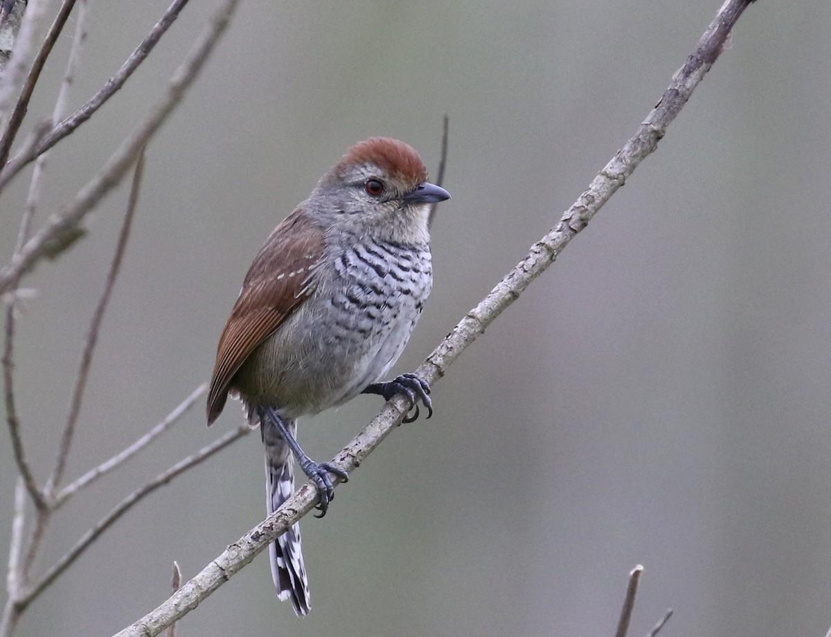 Rufous-capped Antshrike - ML118065021