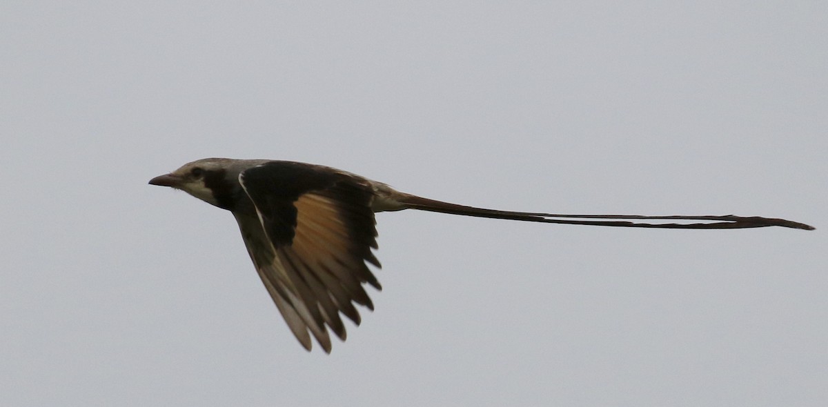 Streamer-tailed Tyrant - ML118065231