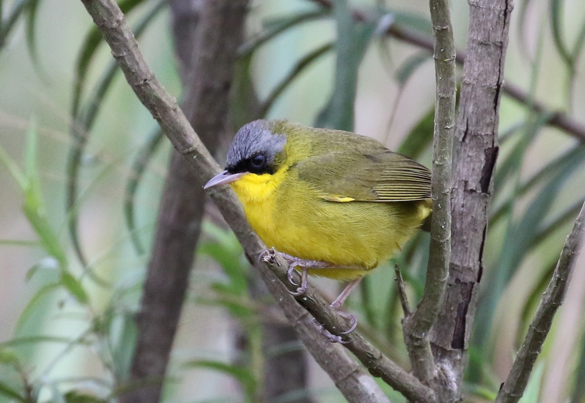 Southern Yellowthroat - ML118065471