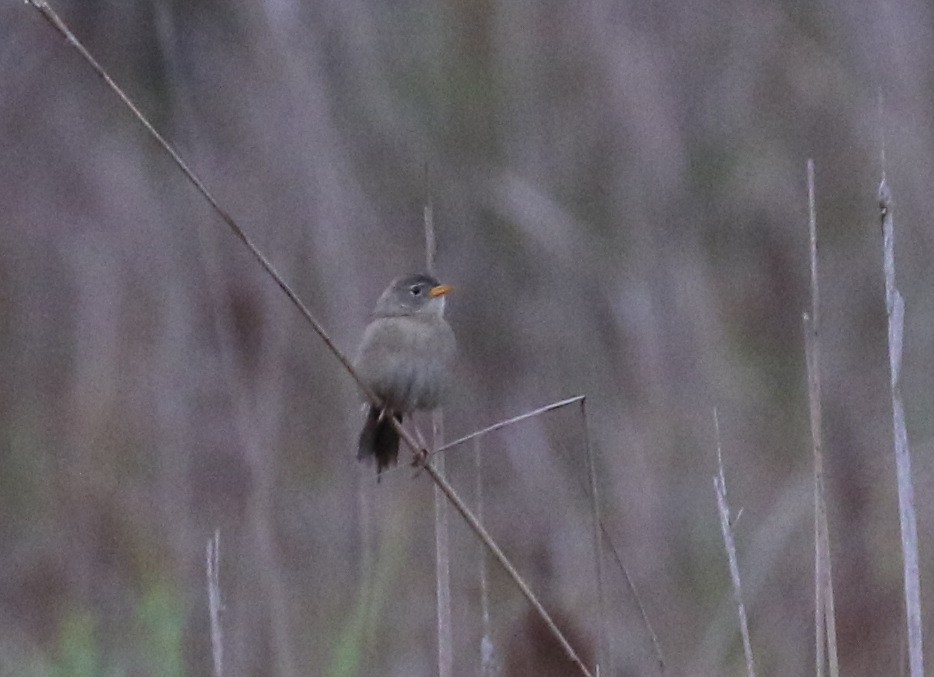 Wedge-tailed Grass-Finch - Matthew Grube