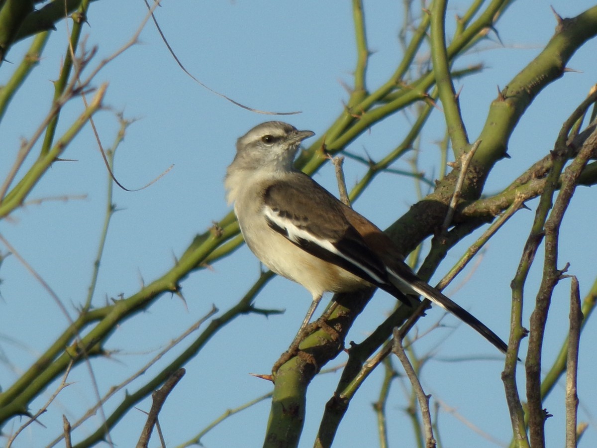 Weißbinden-Spottdrossel - ML118067451