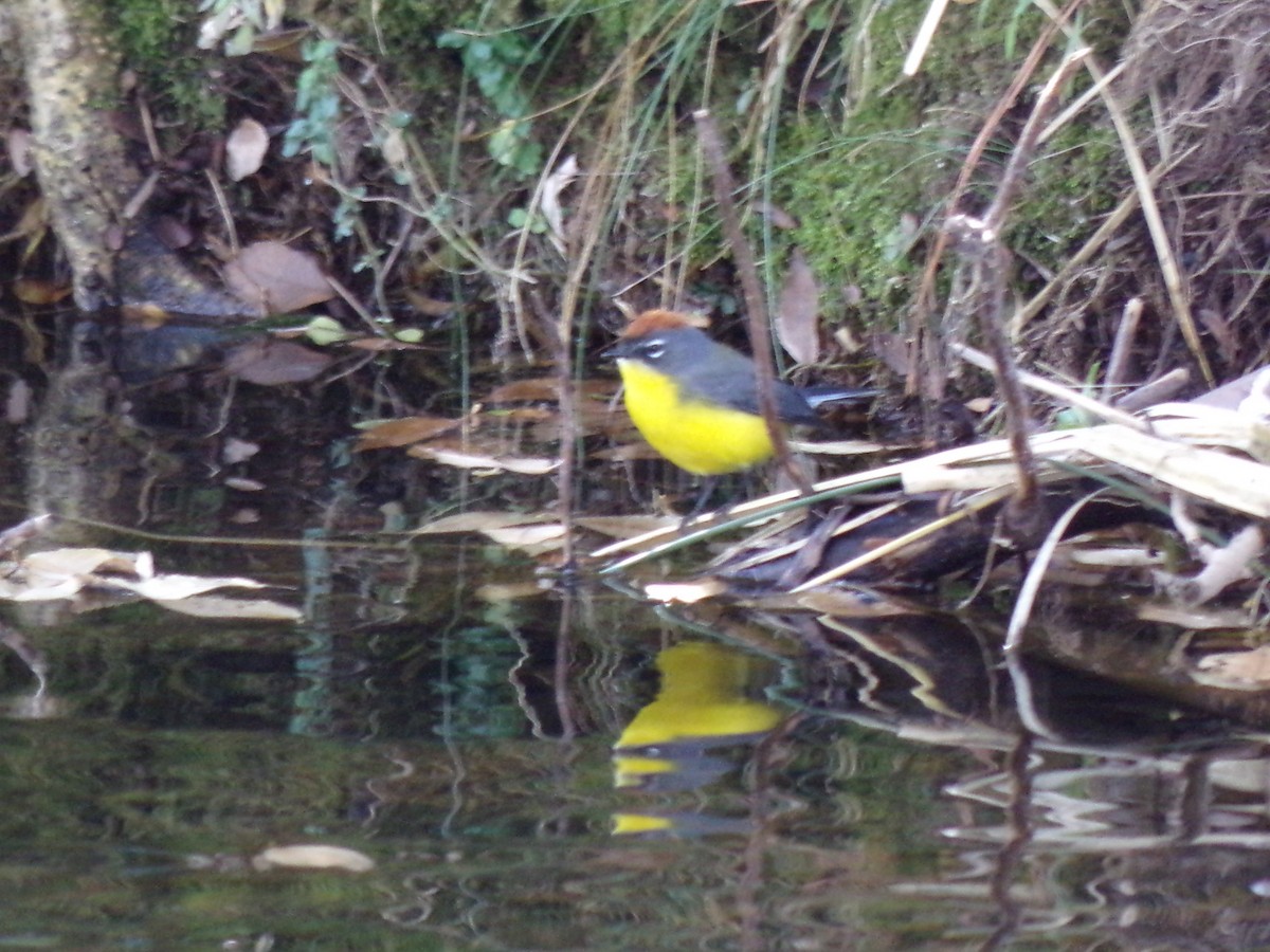Braunkappen-Waldsänger - ML118068431