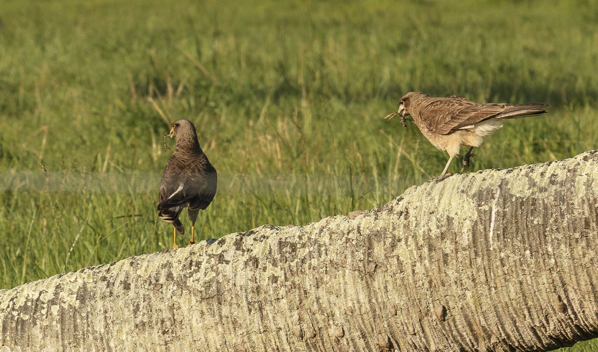 Chimango Caracara - ML118069141