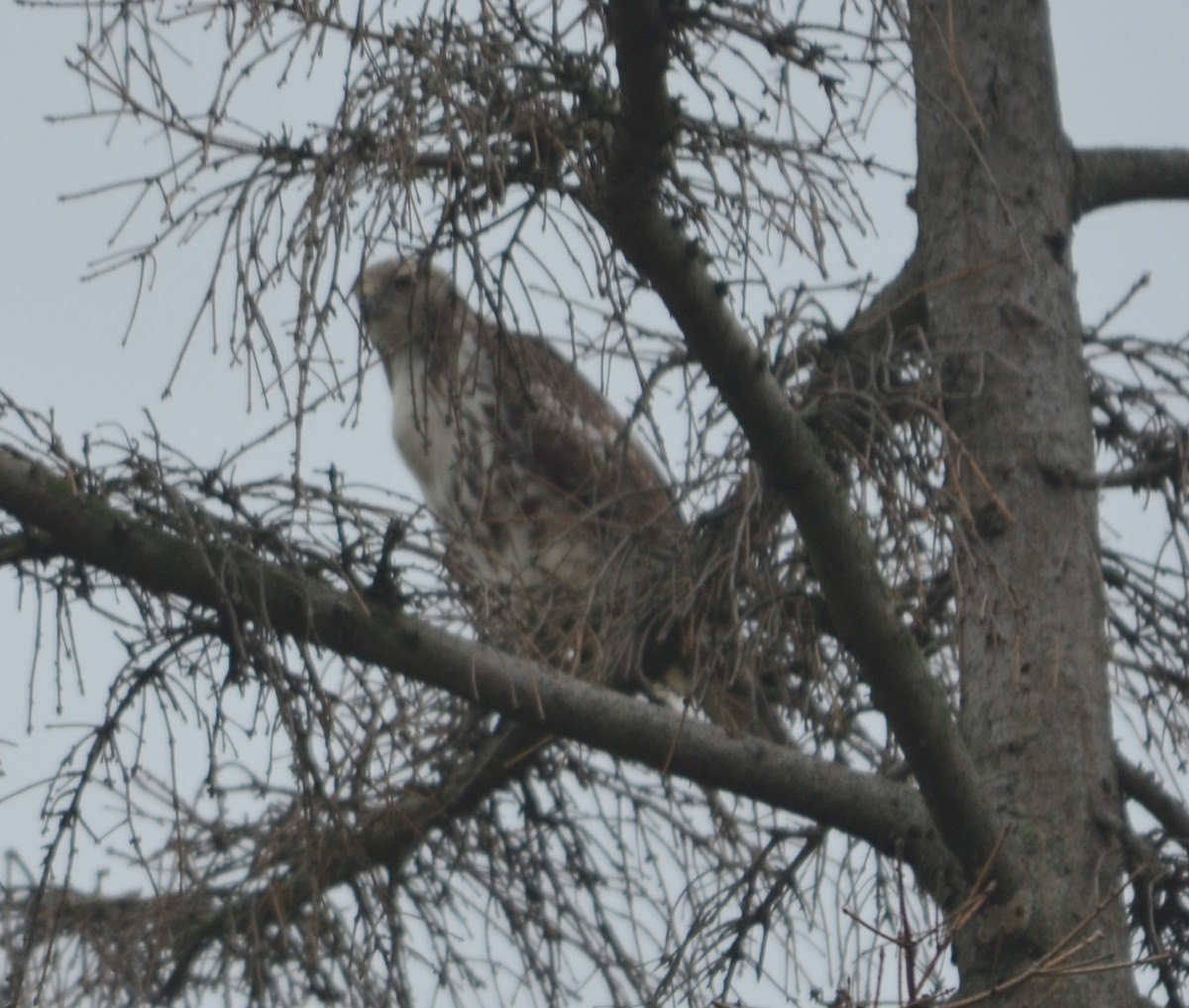 Red-tailed Hawk - ML118069851