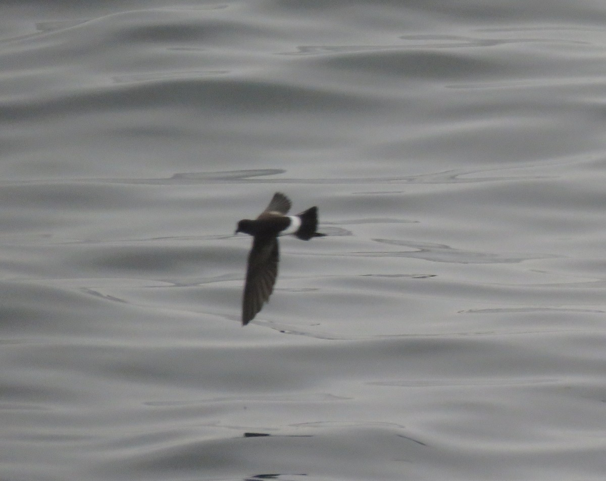 Wilson's Storm-Petrel - ML118069911