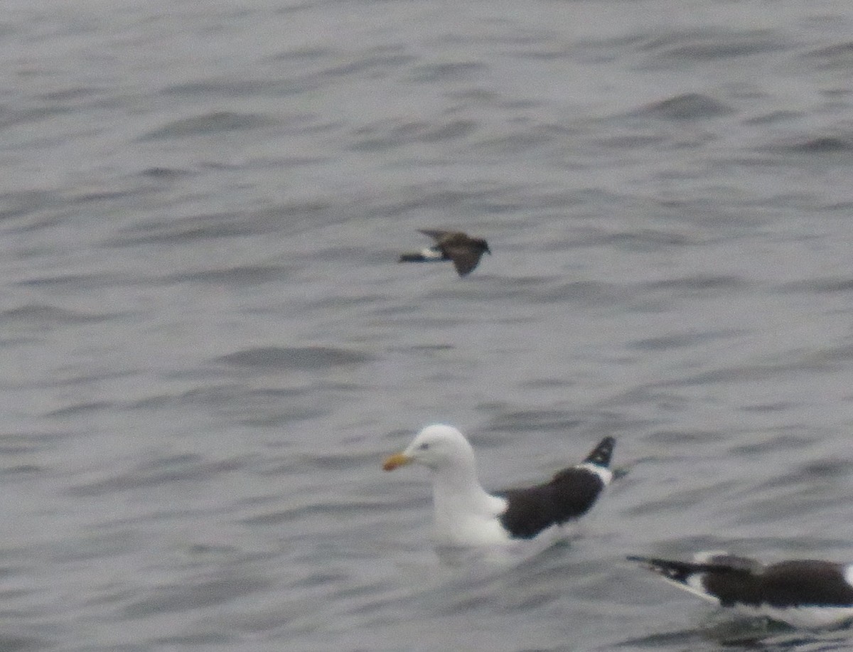 Elliot's Storm-Petrel - ML118069991