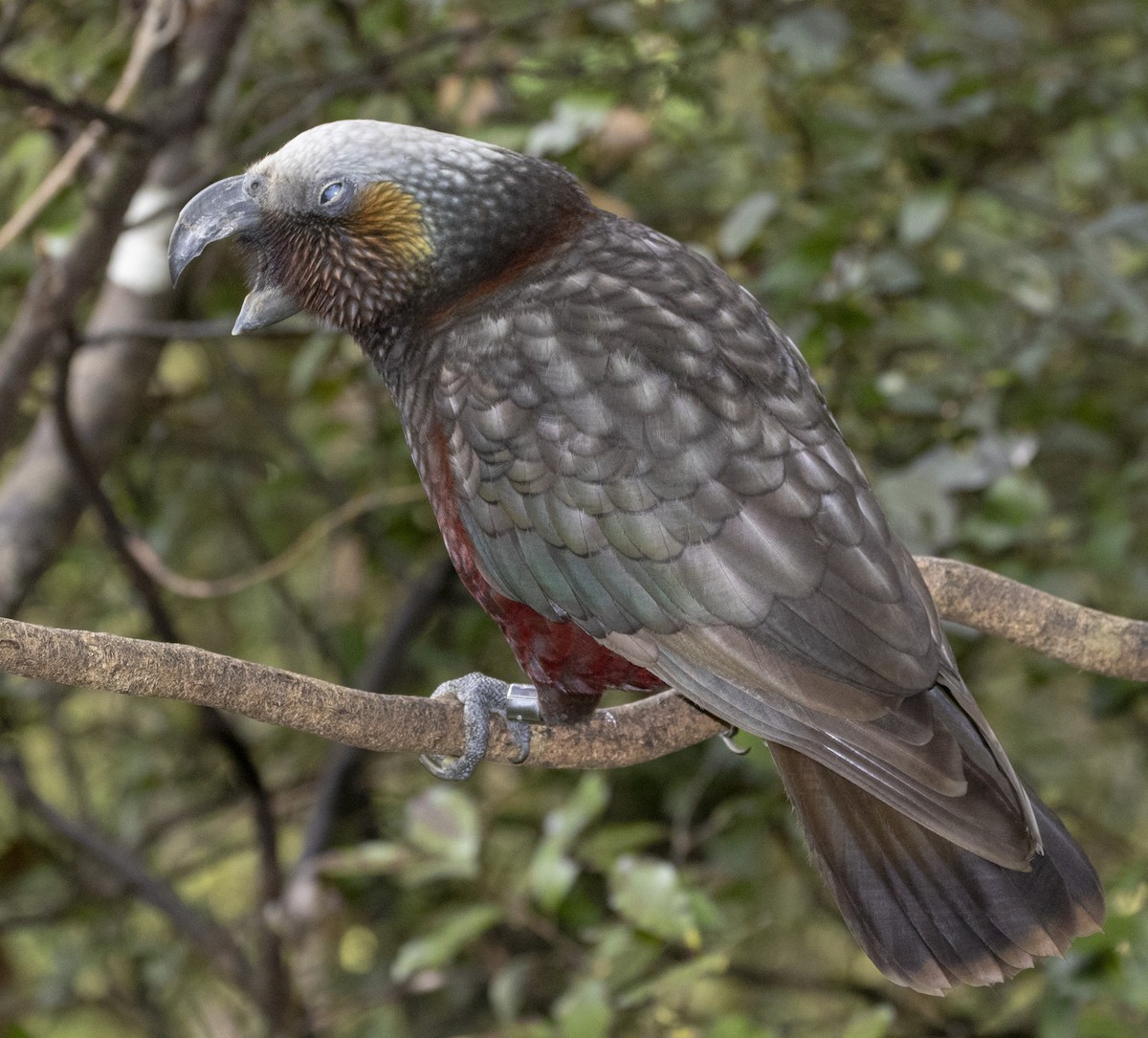 New Zealand Kaka - ML118070191