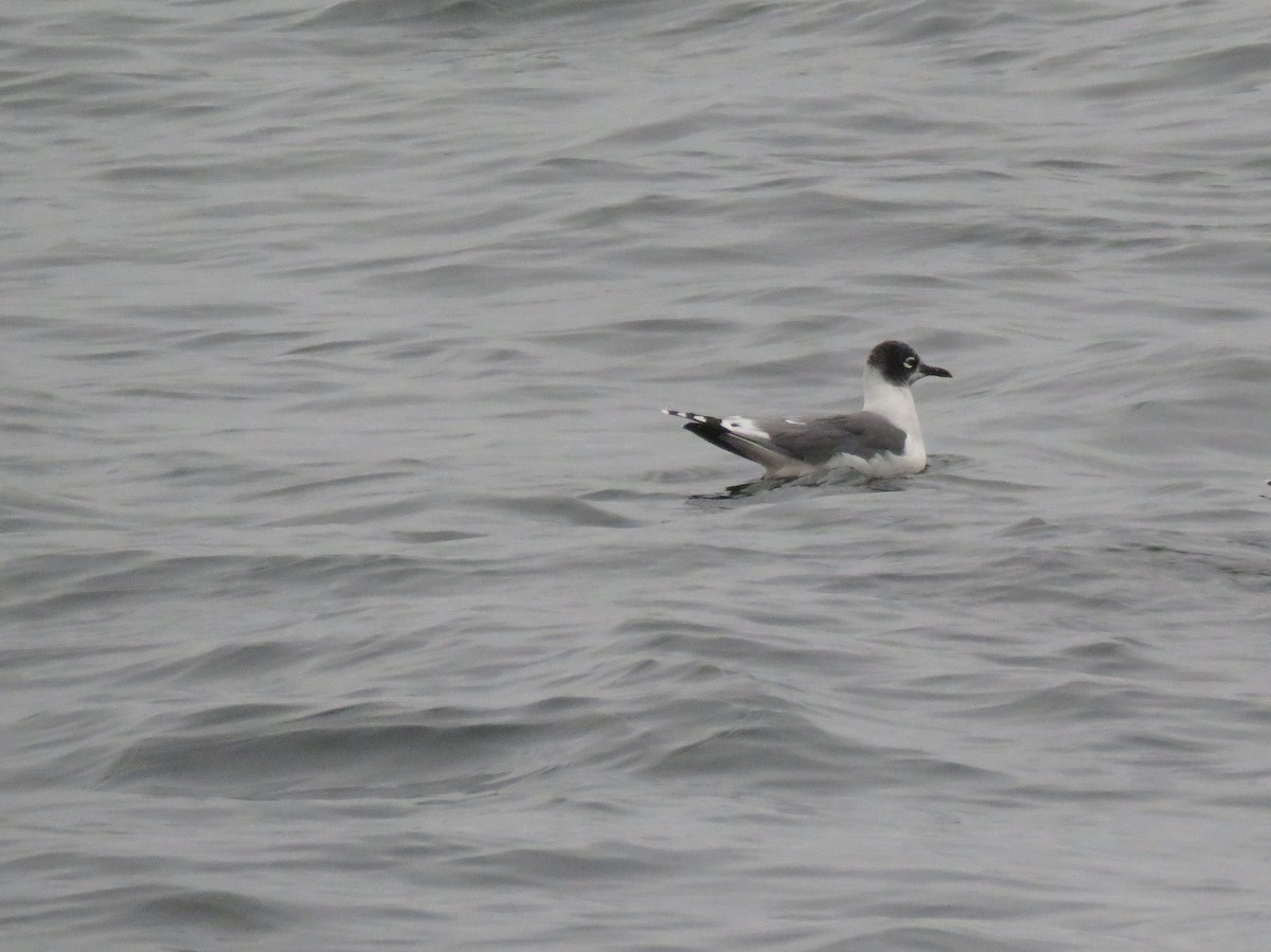 Franklin's Gull - ML118070681