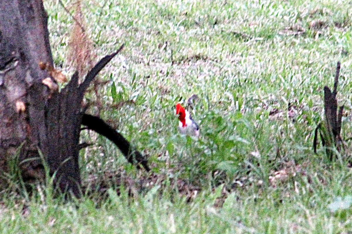 Red-crested Cardinal - Lucas Braun