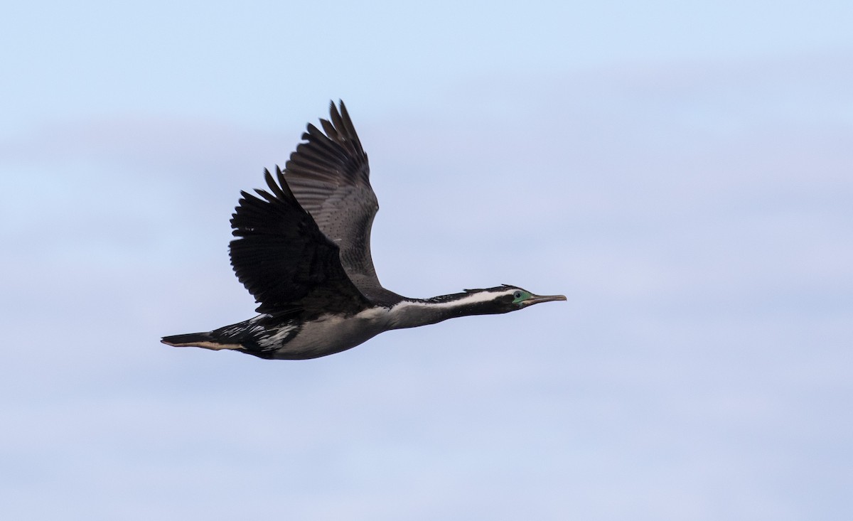 Spotted Shag - ML118072891