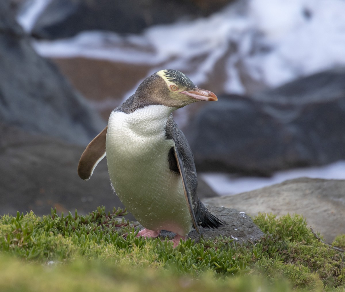 Yellow-eyed Penguin - ML118072901