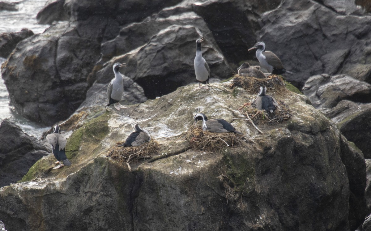 Spotted Shag - ML118072921