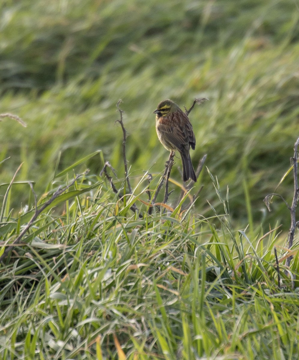 Cirl Bunting - Rebecca Koch