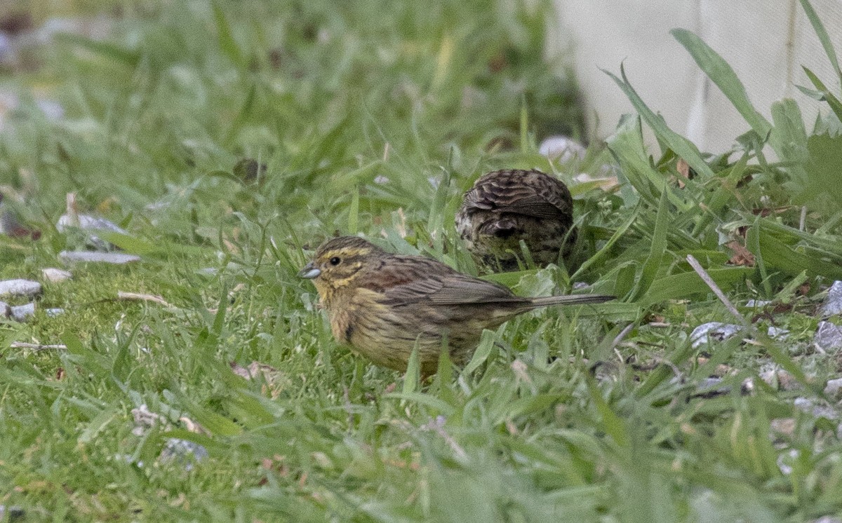 Cirl Bunting - Rebecca Koch