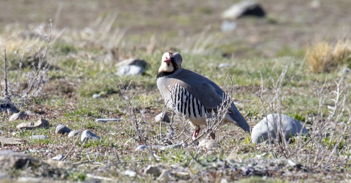 Chukar - ML118073341