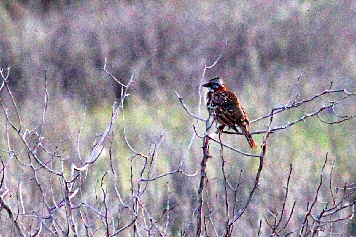 Rufous-collared Sparrow - ML118073721