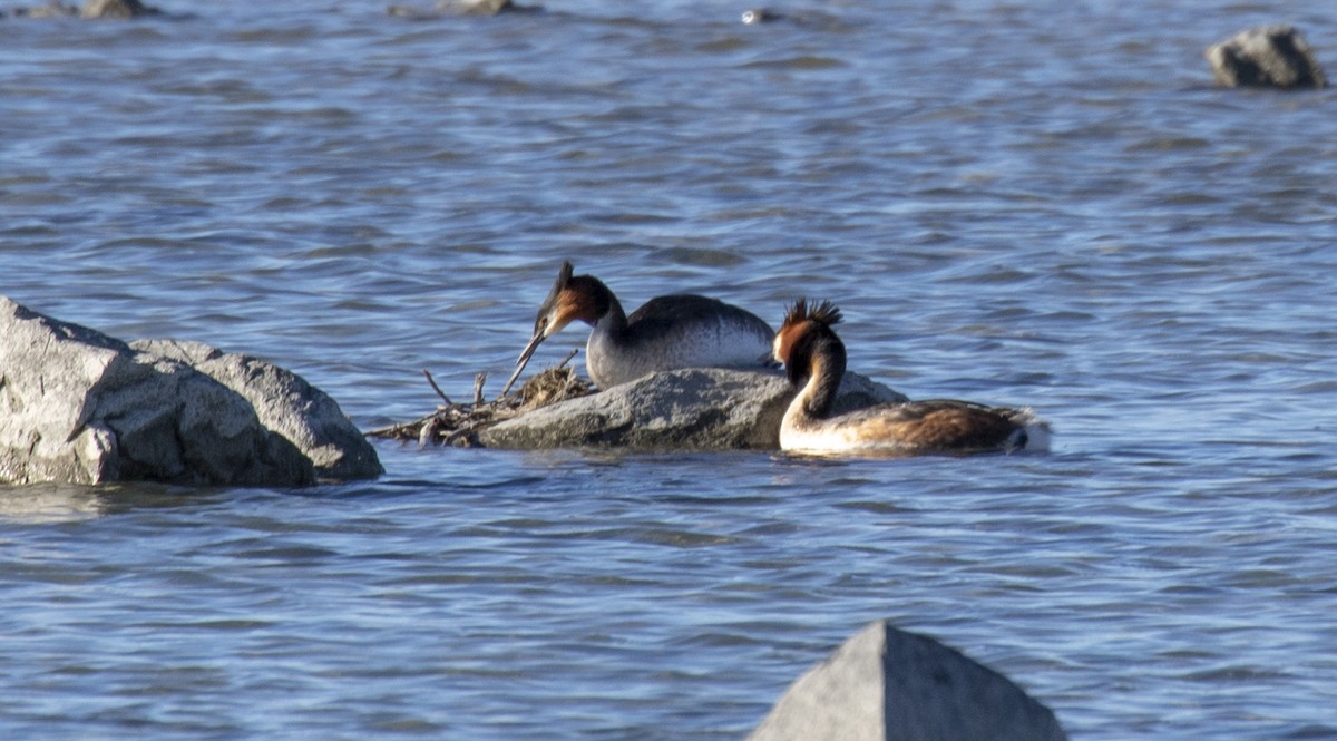 Great Crested Grebe - ML118074331