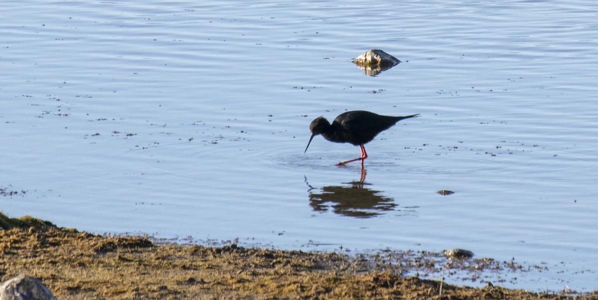 Black Stilt - ML118074411