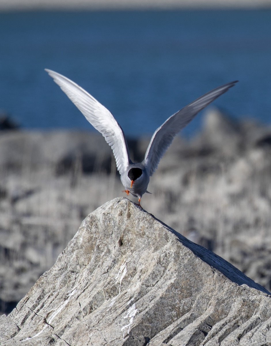 Black-fronted Tern - ML118074461