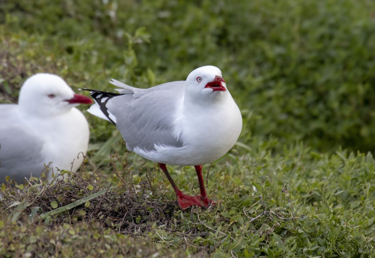 Silver Gull (Red-billed) - ML118074761