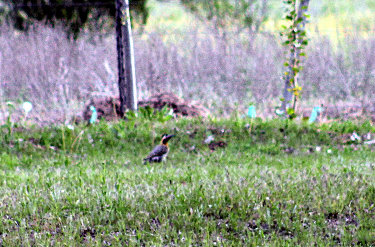 Green-barred Woodpecker - ML118074921