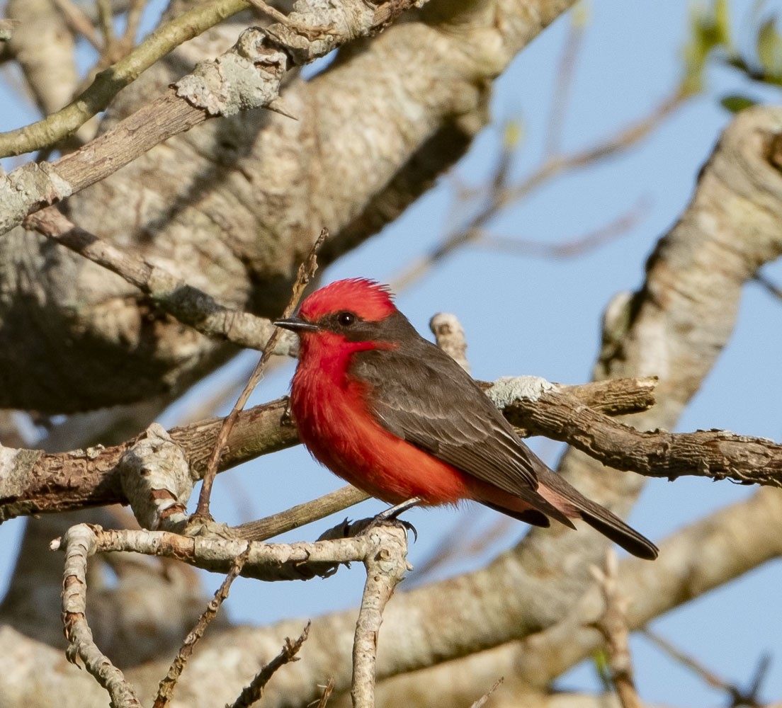 Vermilion Flycatcher - ML118075191