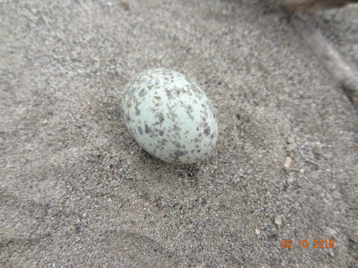 Lesser Nighthawk - ML118075581