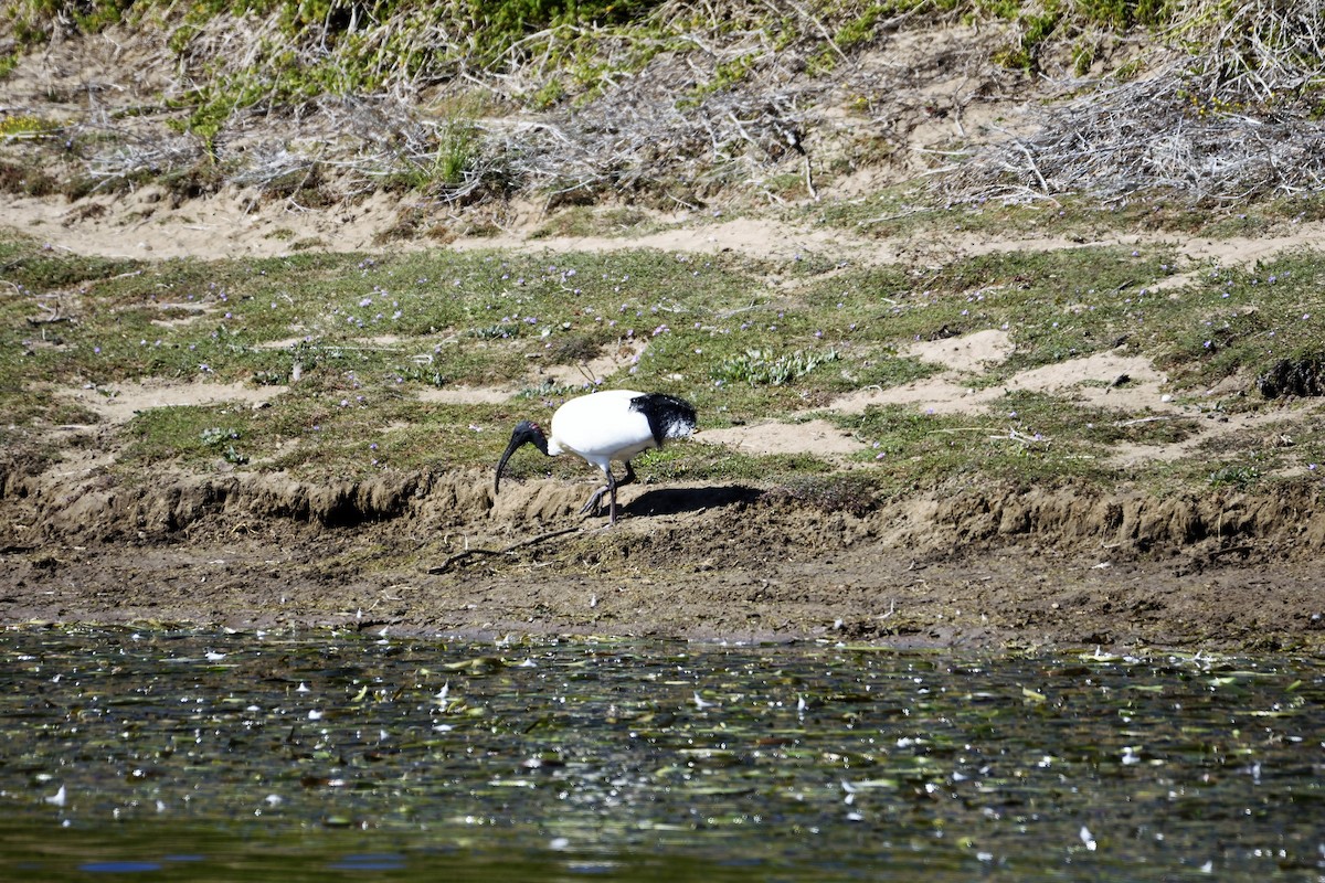 Ibis à cou noir - ML118077701