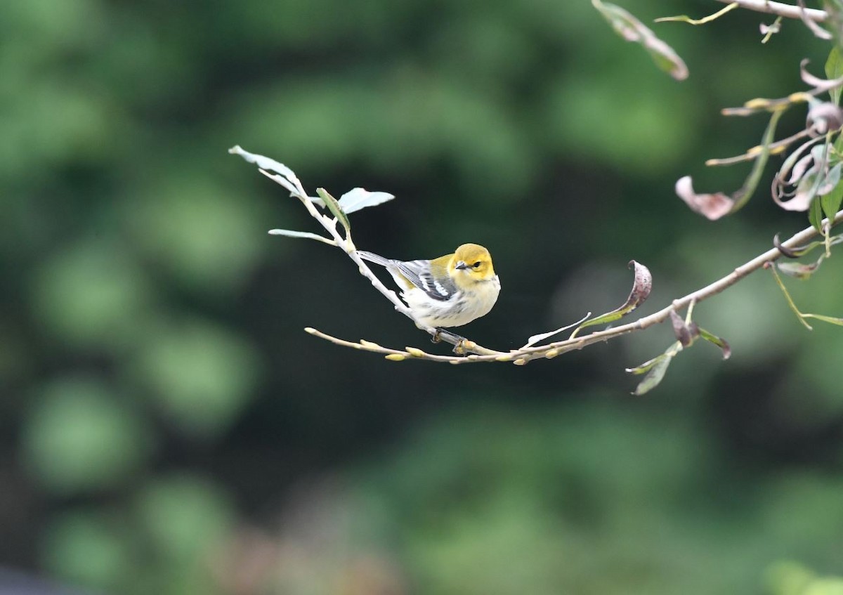 Black-throated Green Warbler - ML118081371