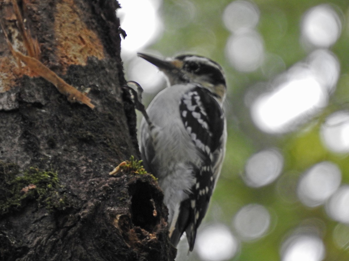 Hairy Woodpecker - ML118082621