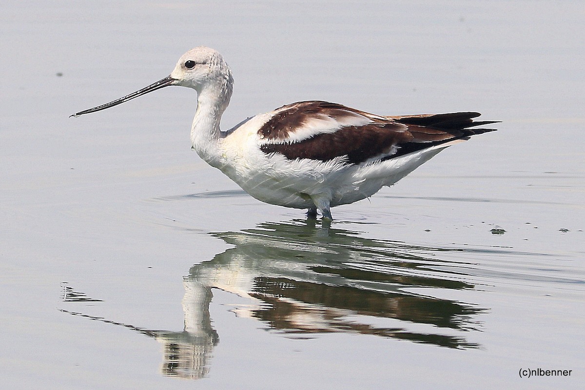 American Avocet - Nancy Benner