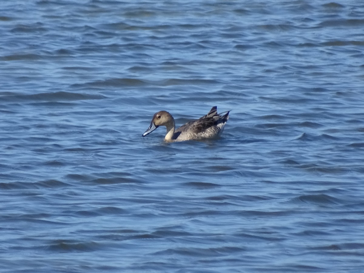 Northern Pintail - Annie Downing