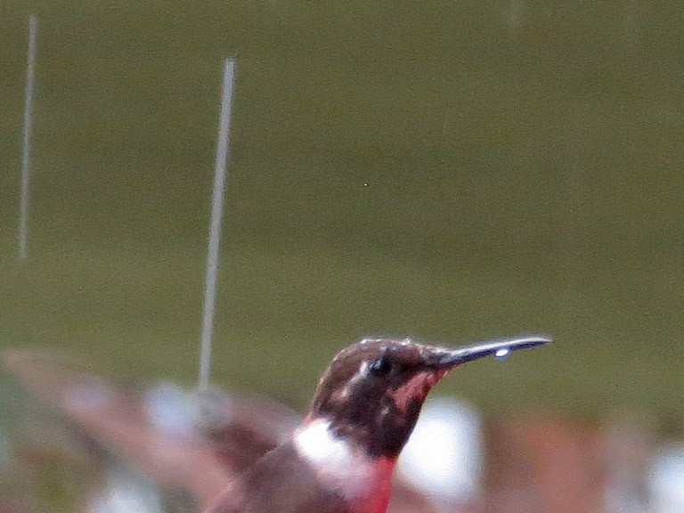 Purple-throated Woodstar - Brian Henderson