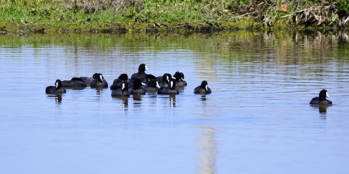 Eurasian Coot - ML118091131