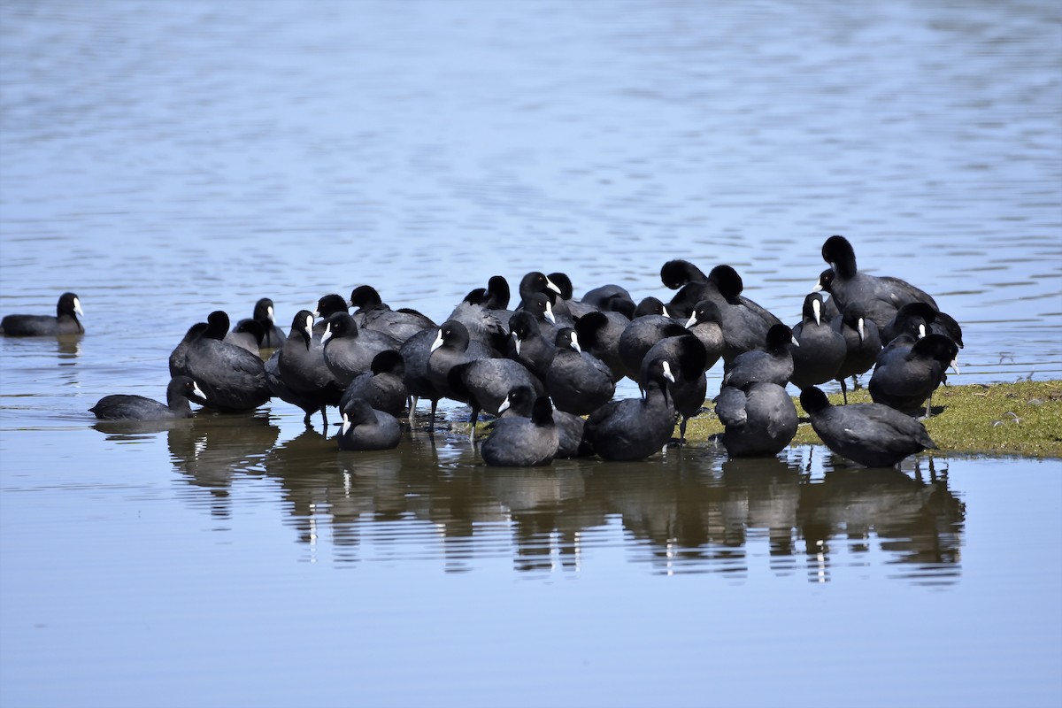 Eurasian Coot - ML118091161