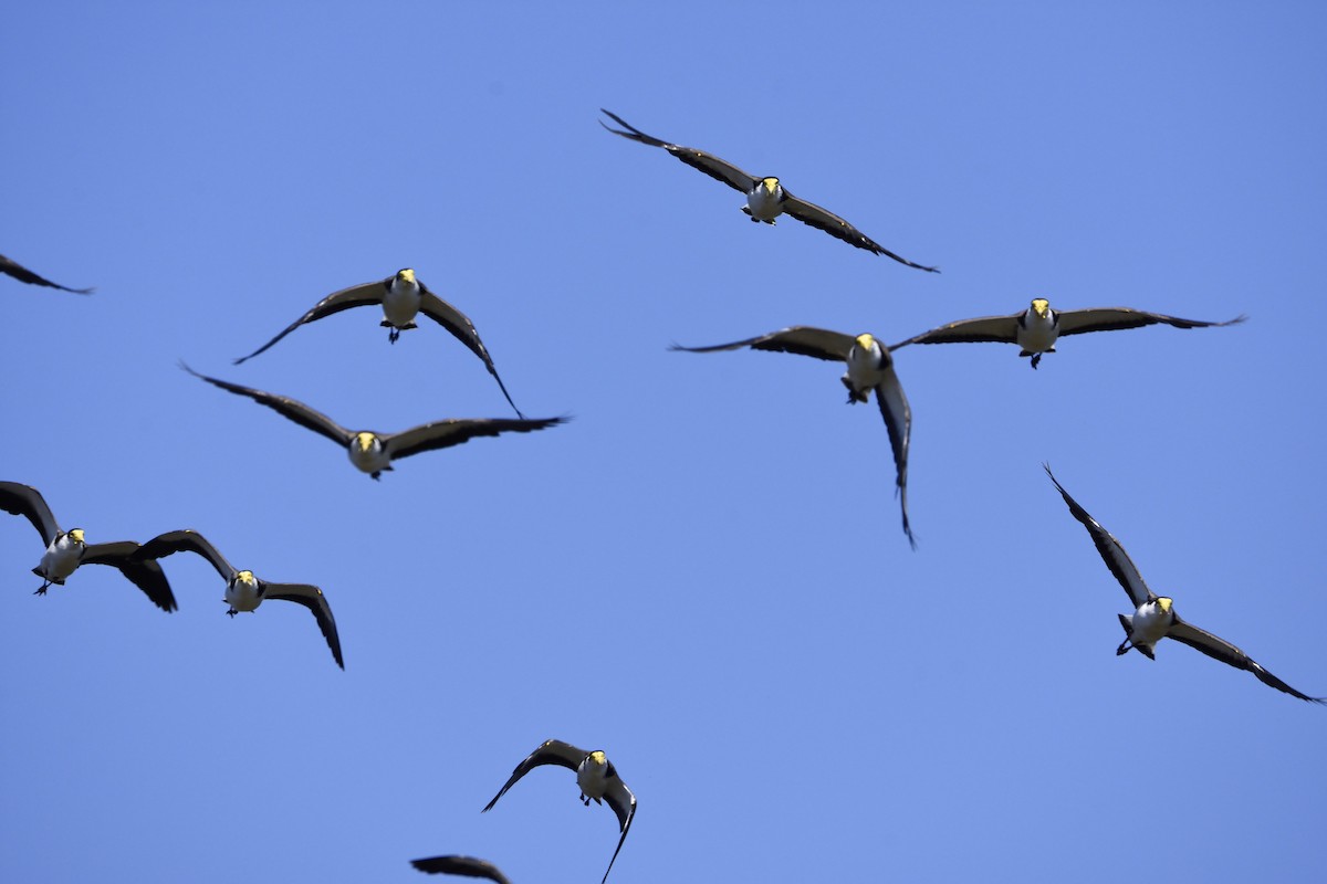 Masked Lapwing - ML118091301